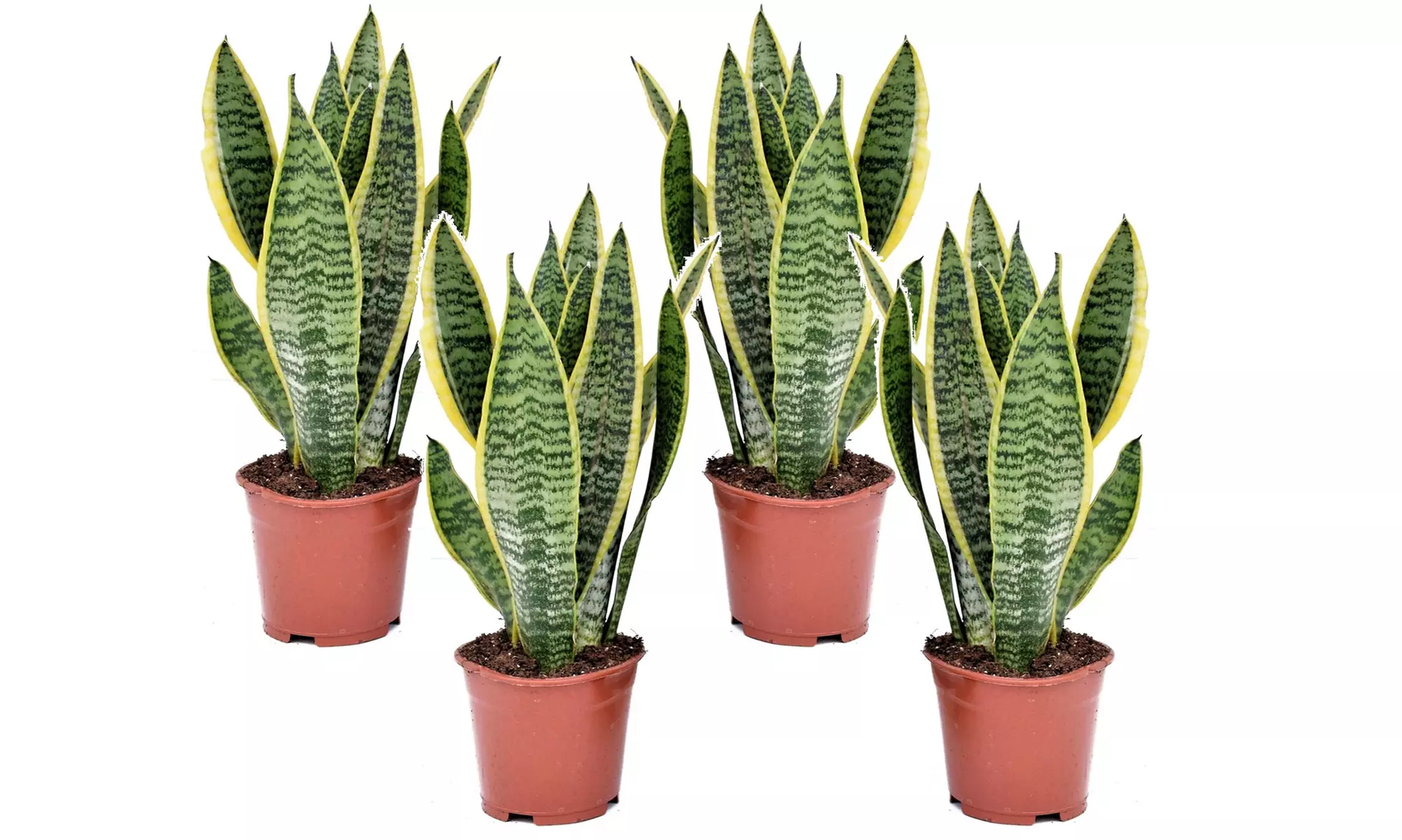 2x oder 4x Bogenhanf "Sansevieria"