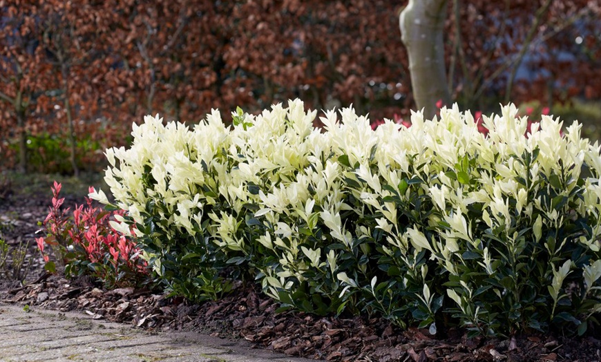 Image 3: Euonymus Himalaya in a Two-Litre Pot