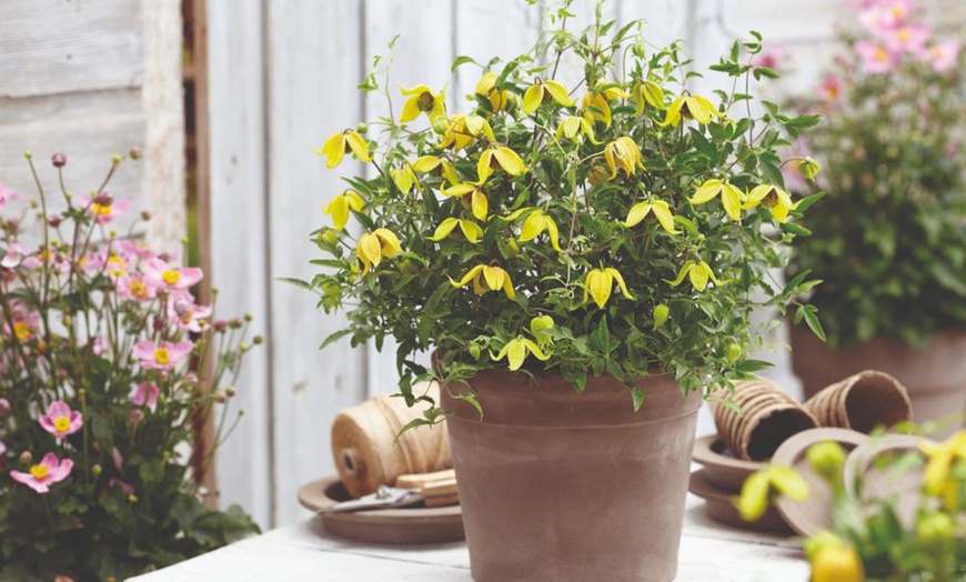 Image 6: One, Two or Three Clematis Potted Plants
