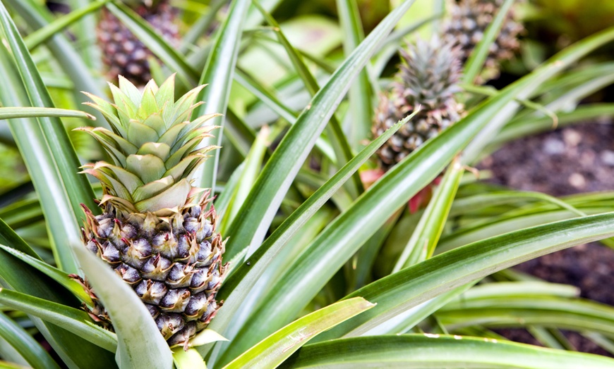 Image 2: Plante Ananas Champaca