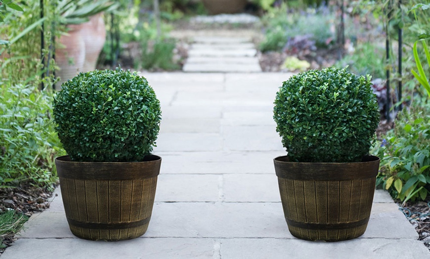 Image 9: Up to Two Buxus Sempervivum Ball Plants with Optional Biscotti Planter