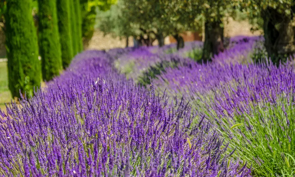 Scented English Lavender – 6 Plants - Primary Image