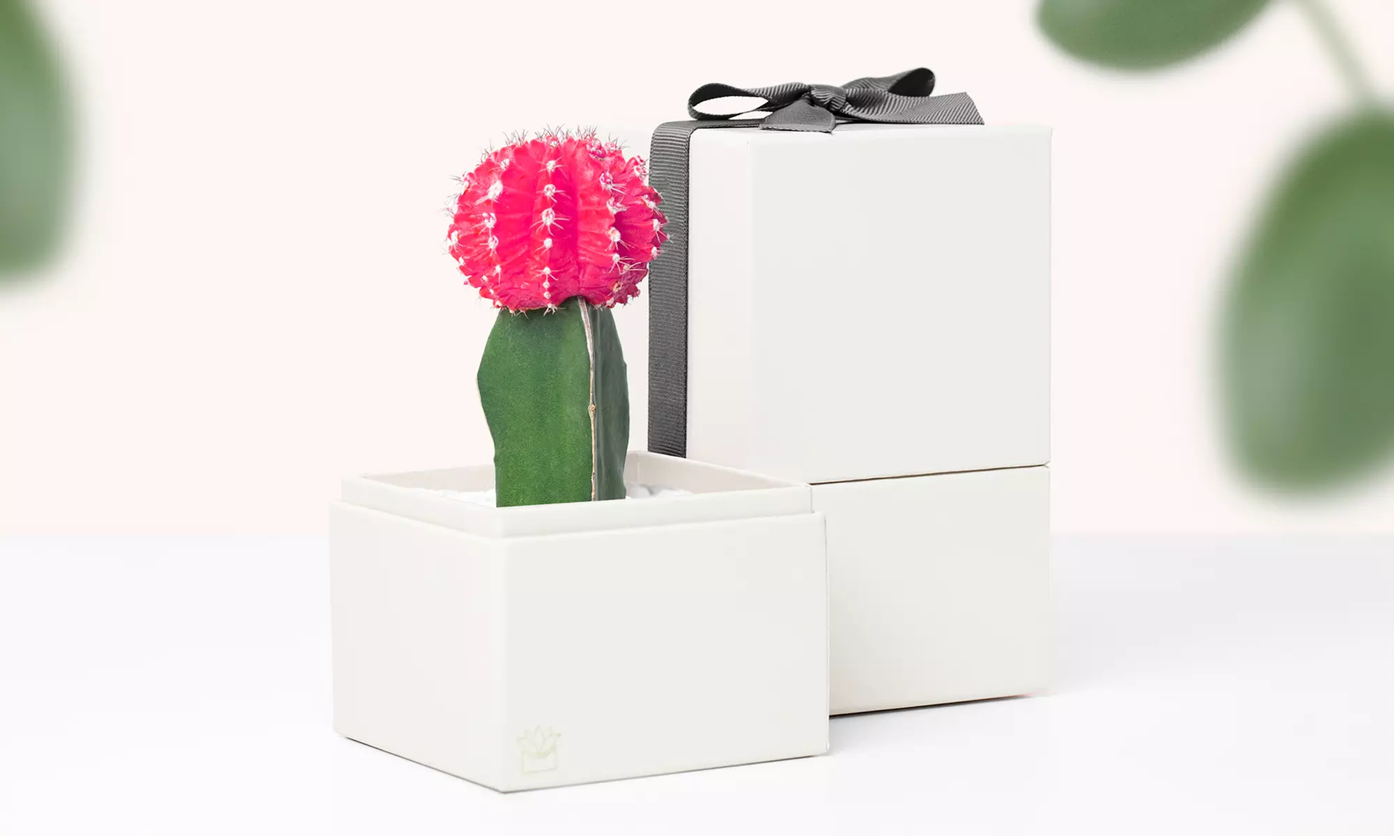 Potted Succulent Garden from Lula's Garden (Up to 31% Off). Two Options Available. - Second Medium