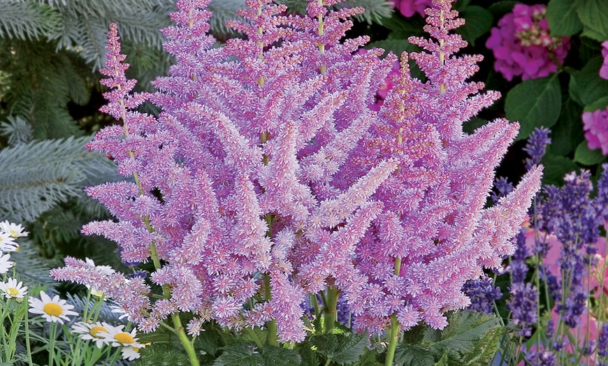 Image 3: Astilbe Giant Bare Roots