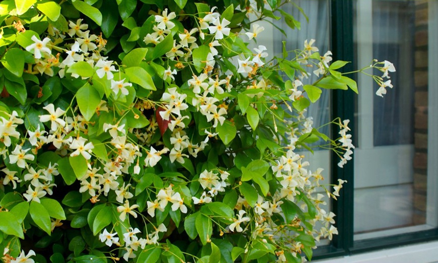 Image 2: Star of Tuscany Jasmine Plant