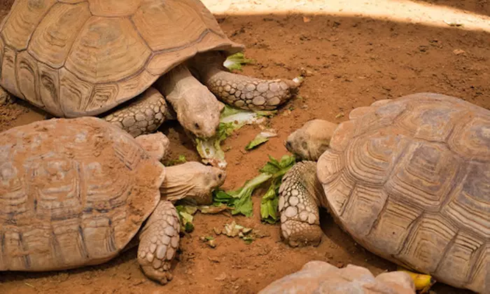 Dive Into Fun: Zoo Entrance with Activity and AED 50/100/200 Voucher