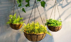 Coconut Palm Hanging Basket