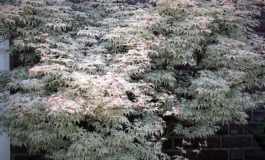 Image 2: Érable japonais blanc