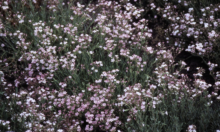 Image 2: Gypsophila Rosea Three or Six Plants