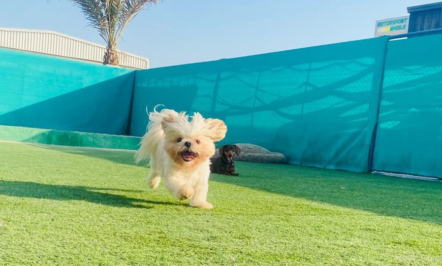 Image 2: Pet Grooming for Dog at Happy Buddies Dog Grooming