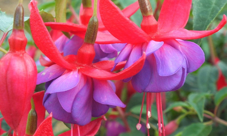 Image 1: Hardy Fuchsia Plants Collection.