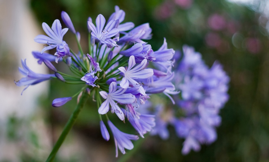 Image 1: Agapanthus Dr Brouwer Plant