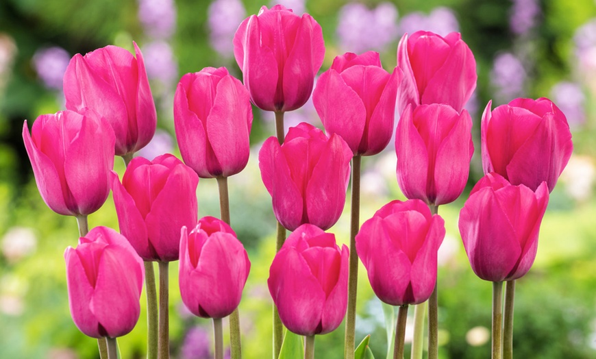 Image 14: Lot de 40 bulbes de tulipes exclusives