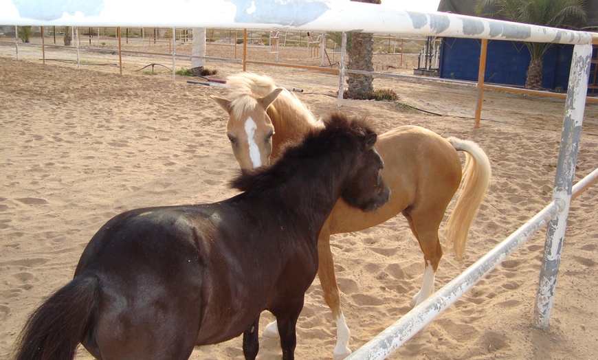 Image 3: Private Horse Riding Lesson