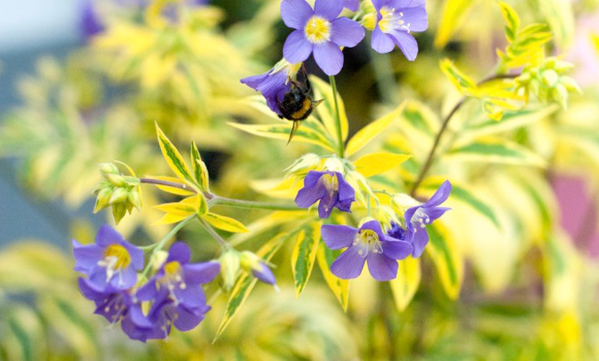 Image 4: Three 9cm Polemonium Golden Feathers Plants