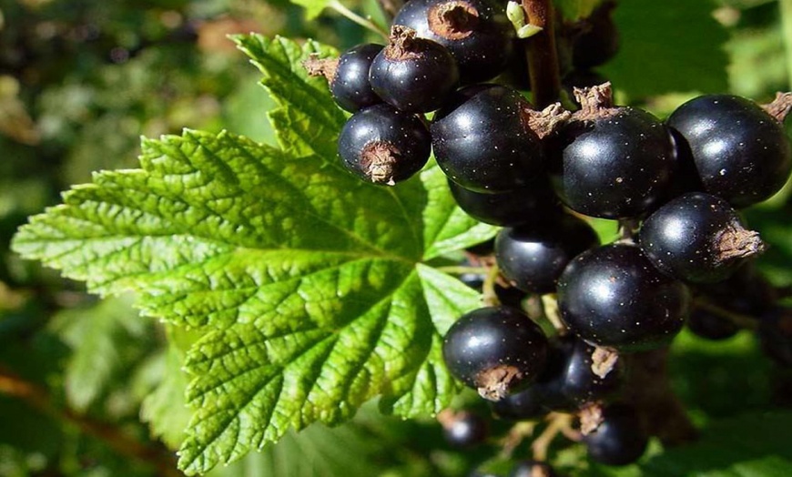 Image 3: Plantas de frutas europeas y asiáticas