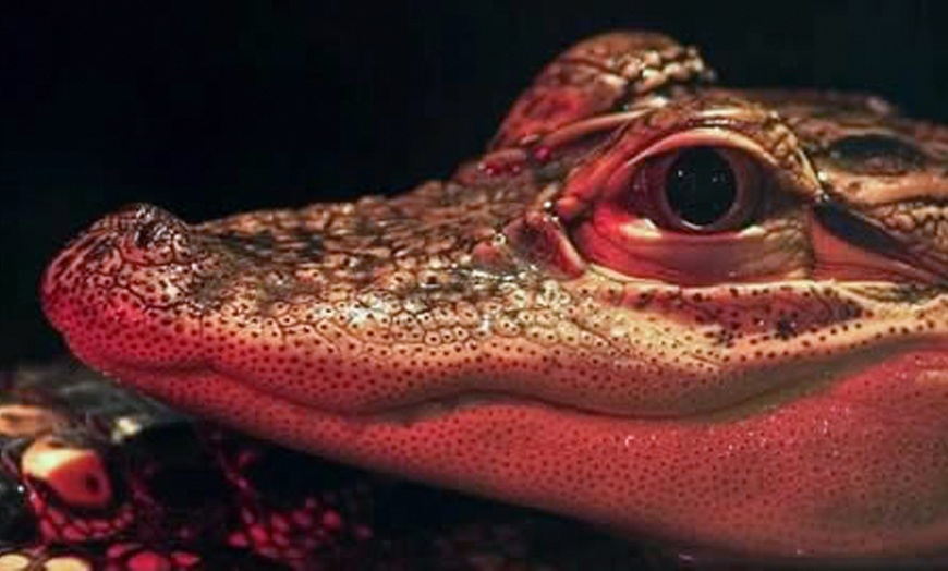 Image 3:  Familienabenteuer im Reptilien-Zoo: mit Tierbegegnungen & Spielplatz
