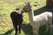 Unleash the Joy of the Alpaca Experience in Stunning Kent Countryside!(Up to 45% Off) - Second Medium