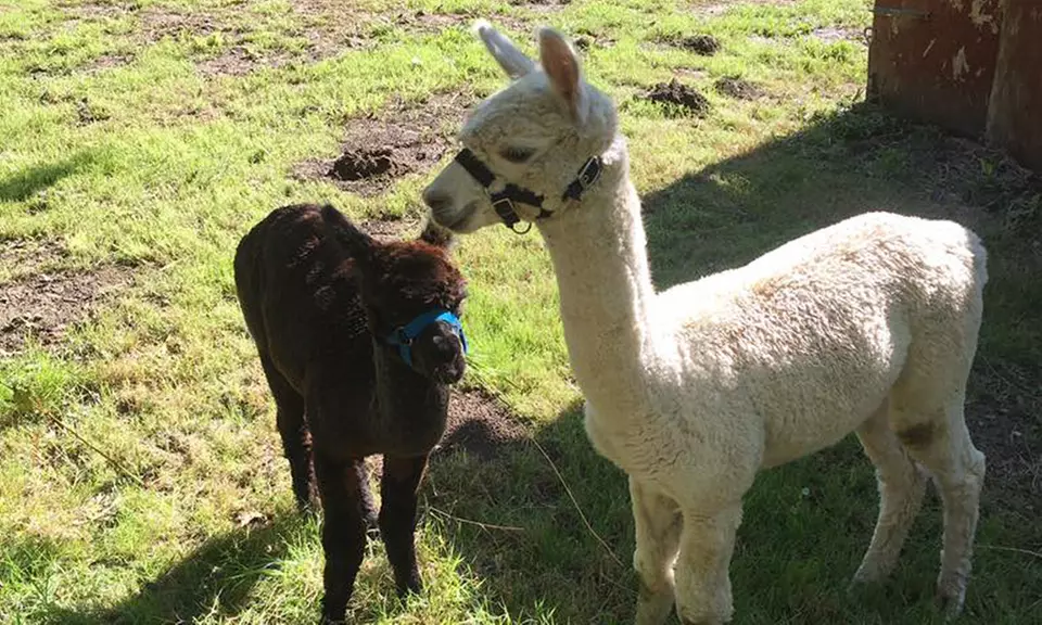 Charm in Every Step with Cute Alpacas: Walking Tour for Up to 4 People
