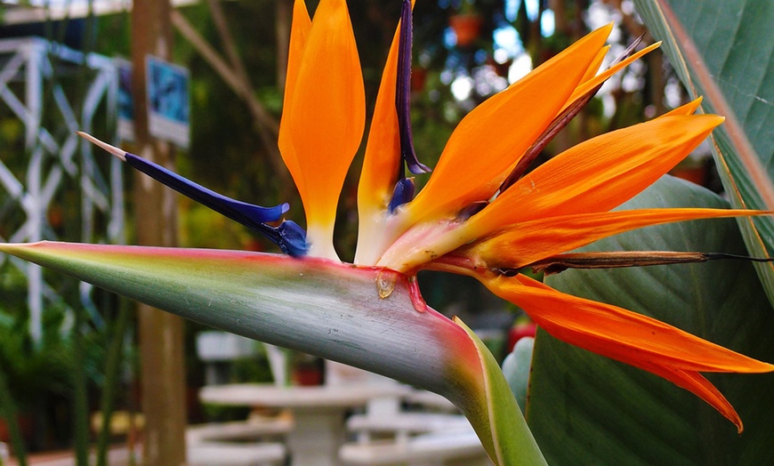 Image 3: 3er- oder 6er-Set Paradiesvogelblumen (Strelitzia Reginae)