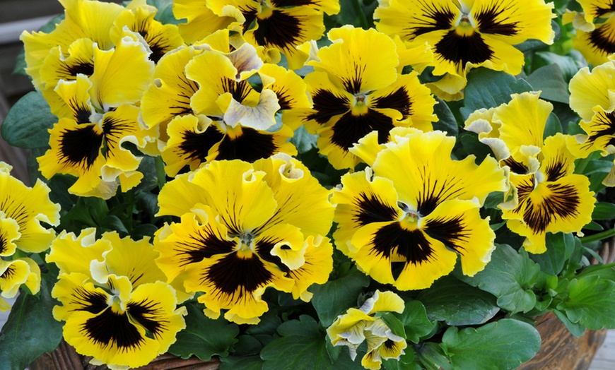 Image 6: 12 or 24 Scented Pansy Frizzle Sizzle Mix Plants with 50g Plant Food