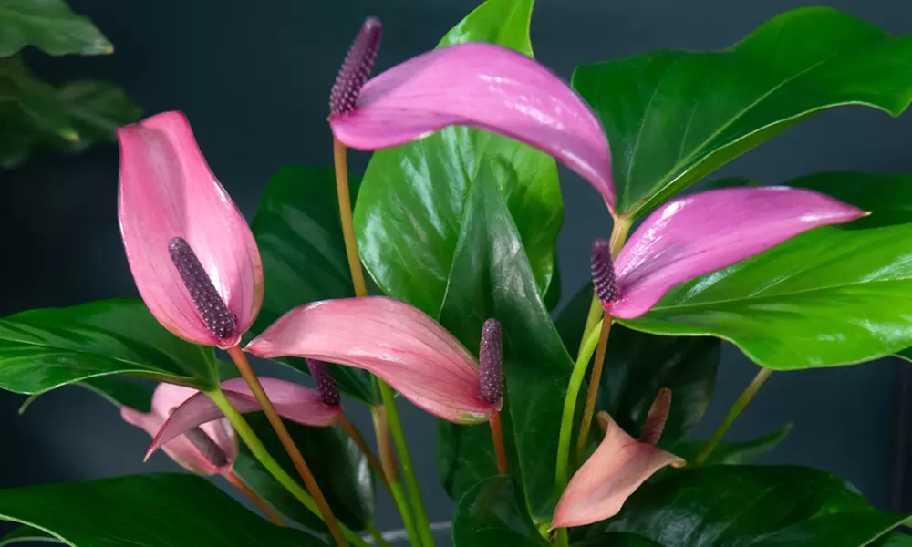Anthurium Aqua in Sierglass Pot