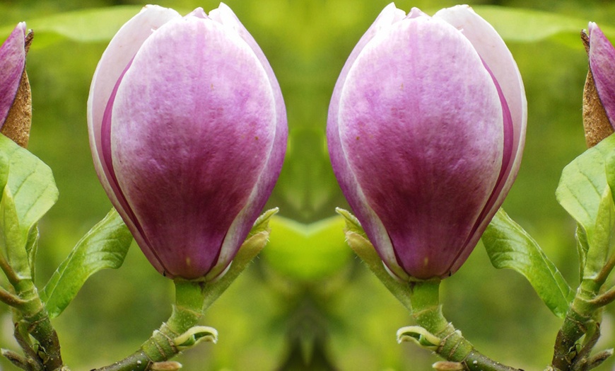 Image 5: Magnolia Trio Collection - 1 or 3 Potted Plants