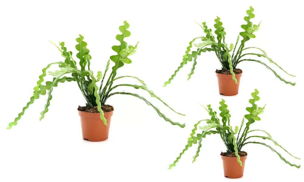 Mixed Easy Care Houseplants