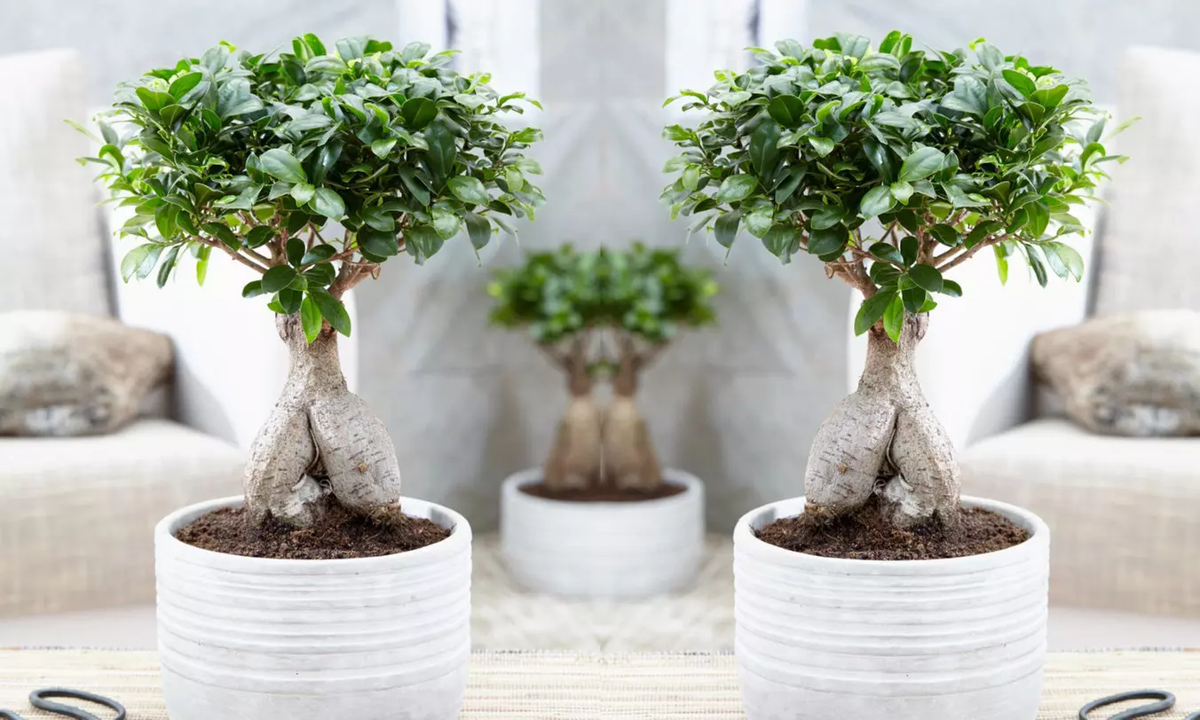 1x oder 2x Bonsai Ficus Ginseng optional mit Pflanztopf - Primary Image