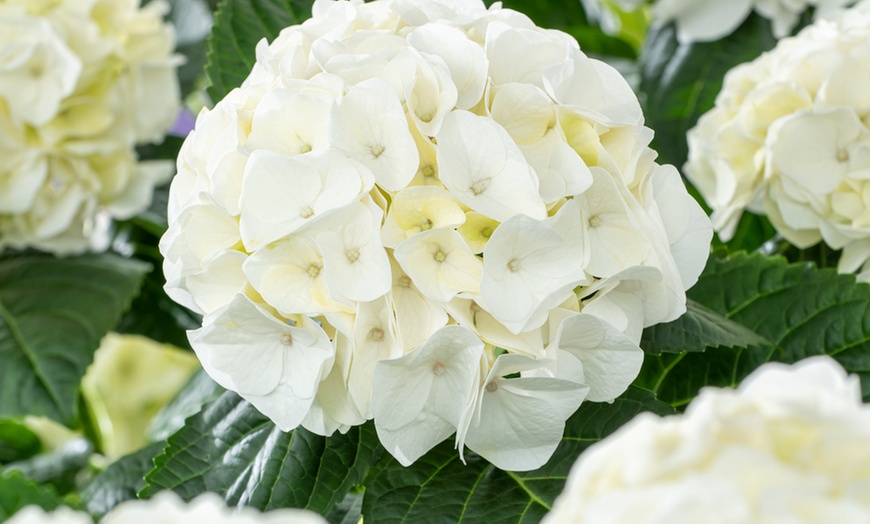 Image 9: Set Hortensias Hydrangea macrophylla