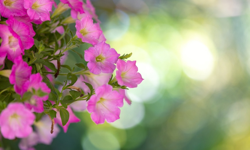 Image 4: Garden Ready Trailing Petunia