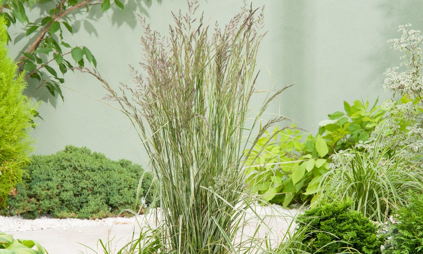 Image 2: 1 of 2 siergras planten 'Calamagrostis Overdam'