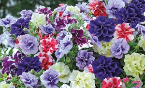 Petunia Frills and Spills Collection, 5, 10 or 20 Plants