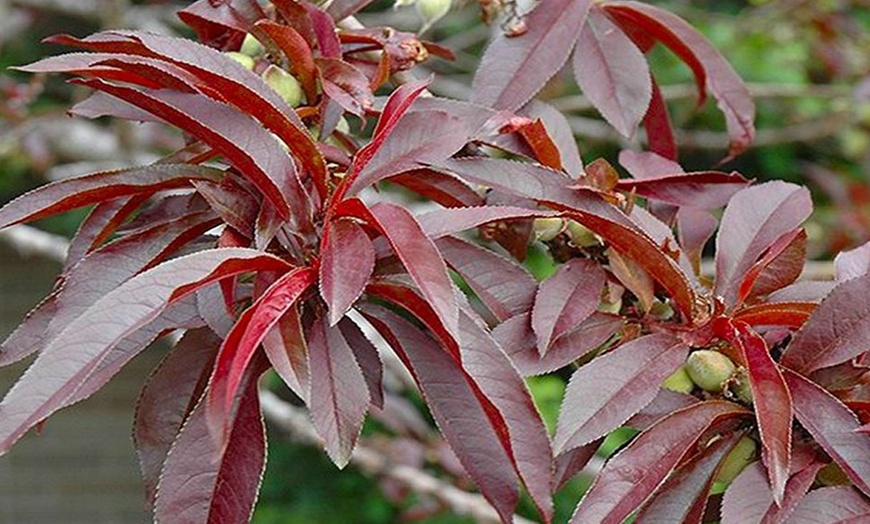 Image 4: Red Leaf Patio Peach Tree