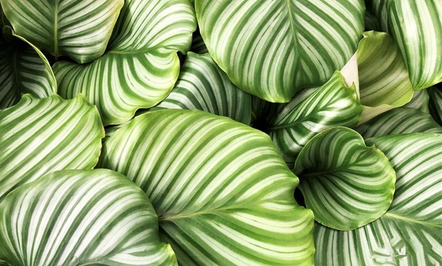 Image 13: Calathea, keuze uit 3 variëteiten