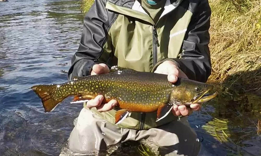 4- or 8-Hour Fishing Trip for One or Two Anglers at Maine Fly Guide (Up to 20% Off)  - Second Medium