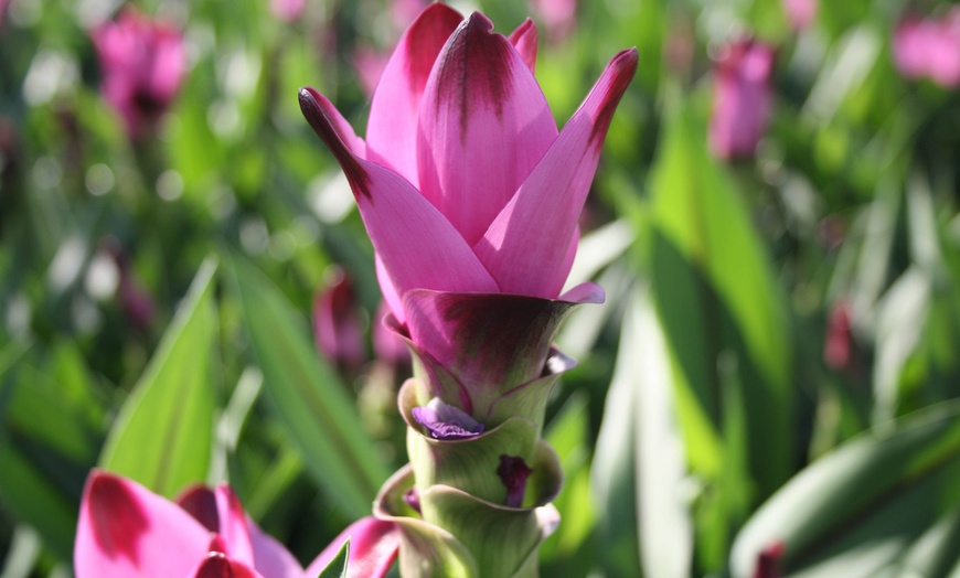 Image 6: 2 of 4 Curcuma Al Siam Splash planten