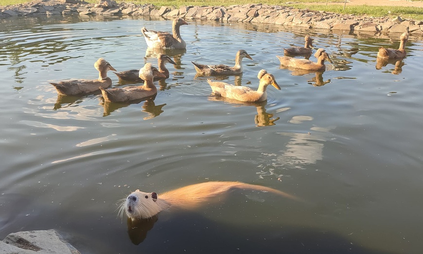 Image 12: Przeżyj magiczną przygodę w Ptasim Parku ZOObaczysko! Bilety wstępu