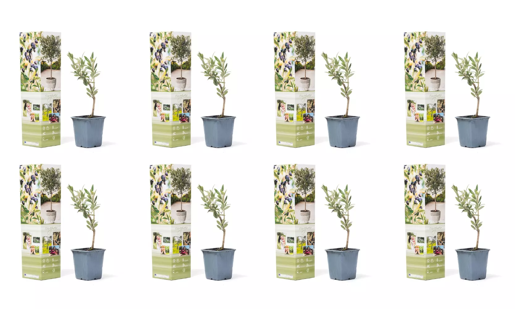 Bis zu 8x Olivenbäume