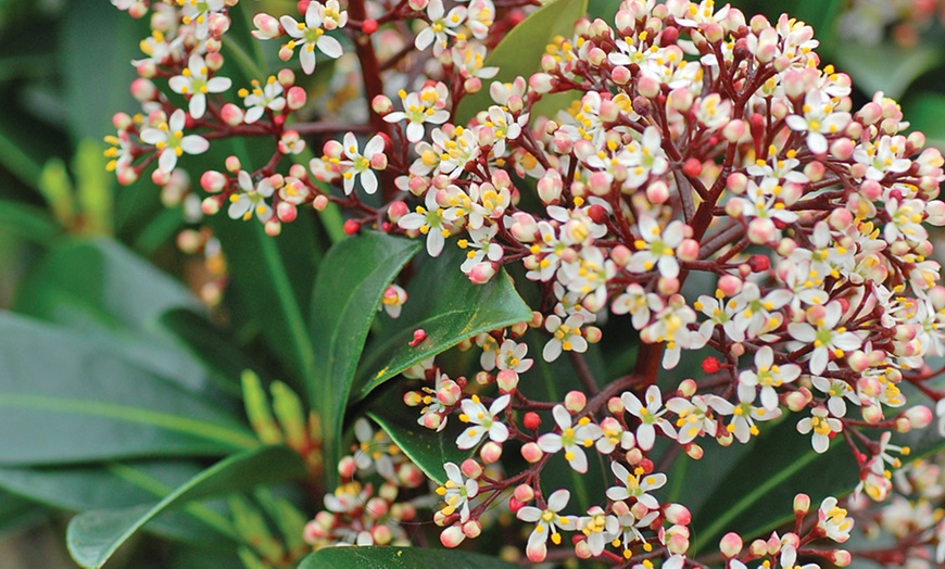 Image 4: Skimmia Japonica Rubella Plant