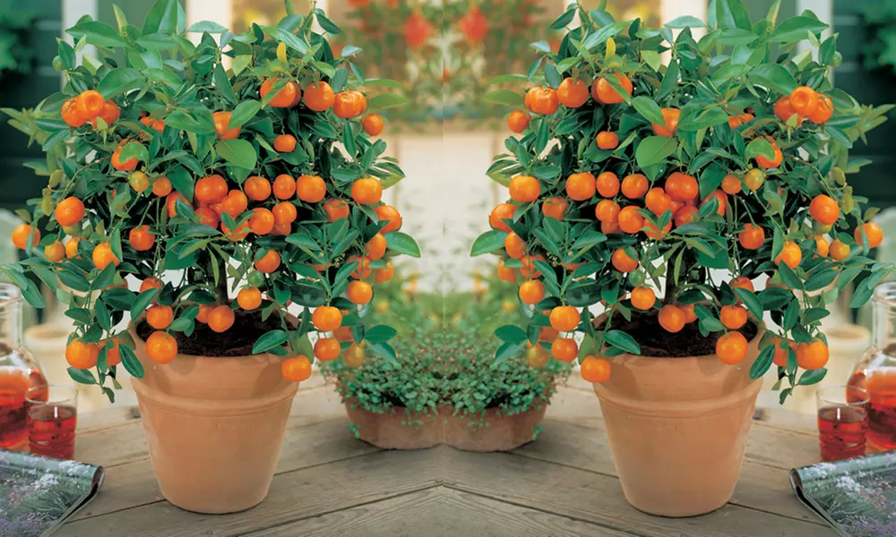 Mediterranean Fruit Collection - Lemon, Calamondin, Lime and Fig