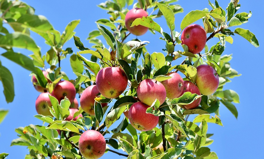 Image 10: Set van 3 of 5 XXL fruitbomen