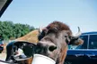 ⭐️ Single-Day Admission for African Safari Wildlife Park in Port Clinton Ohio (Up to 21% Off)⭐️ - Second Medium