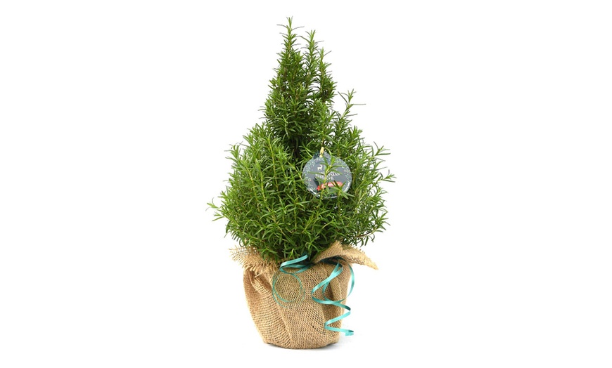 Image 4: Festive Rosemary or Lavender Christmas Tree - 1 or 2 Potted Plants