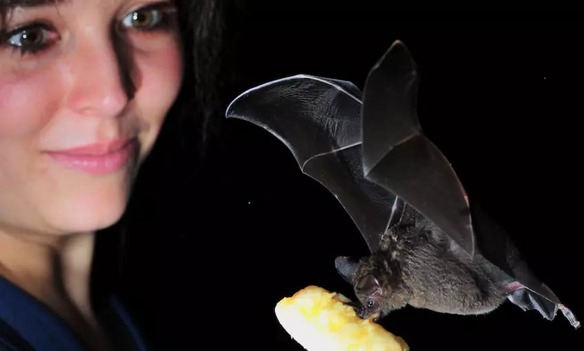 Fledermaus-Erlebnisausstellung inkl. Getränk für 2 Erwachsene und bis zu 2 Kindern bei Noctalis (bis 36% sparen) - Primary Image