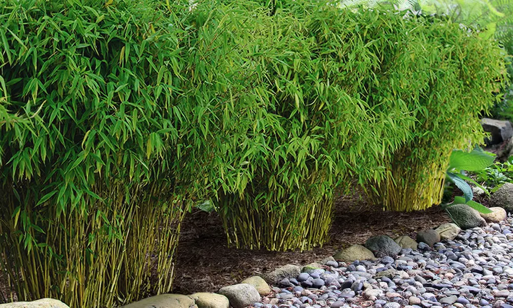 5 ou 10 bambous de haie de 25-60 cm de hauteur à la livraison, quantité au choix - Primary Image