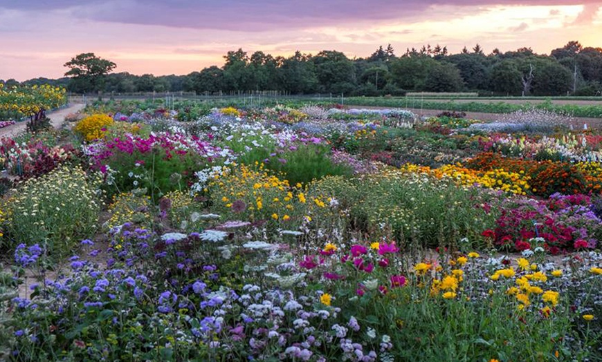 Image 14: Up to 36 Potted Cottage Garden Perennial Plants