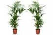 1 o 2 palme Kentia da appartamento con vaso incluso - Image 5