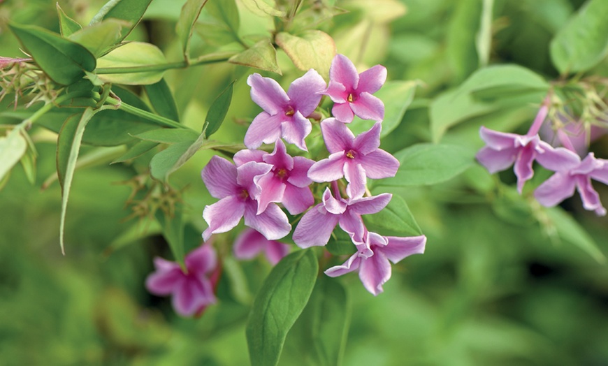 Image 1: One or Three Jasminum Starry Starry Summer Scent Plants
