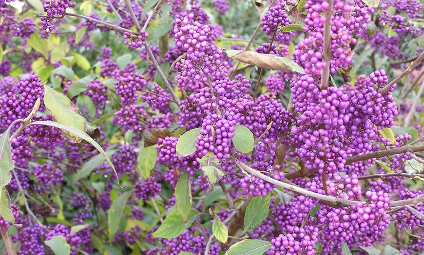 Image 3: Callicarpa Profusion "Beautyberry"